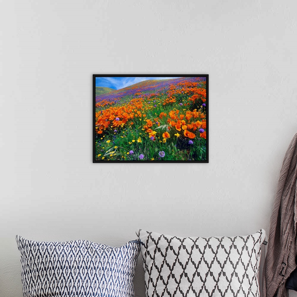 A bohemian room featuring This photograph is a color landscape of California Poppies (Eschscholzia californica) and other b...