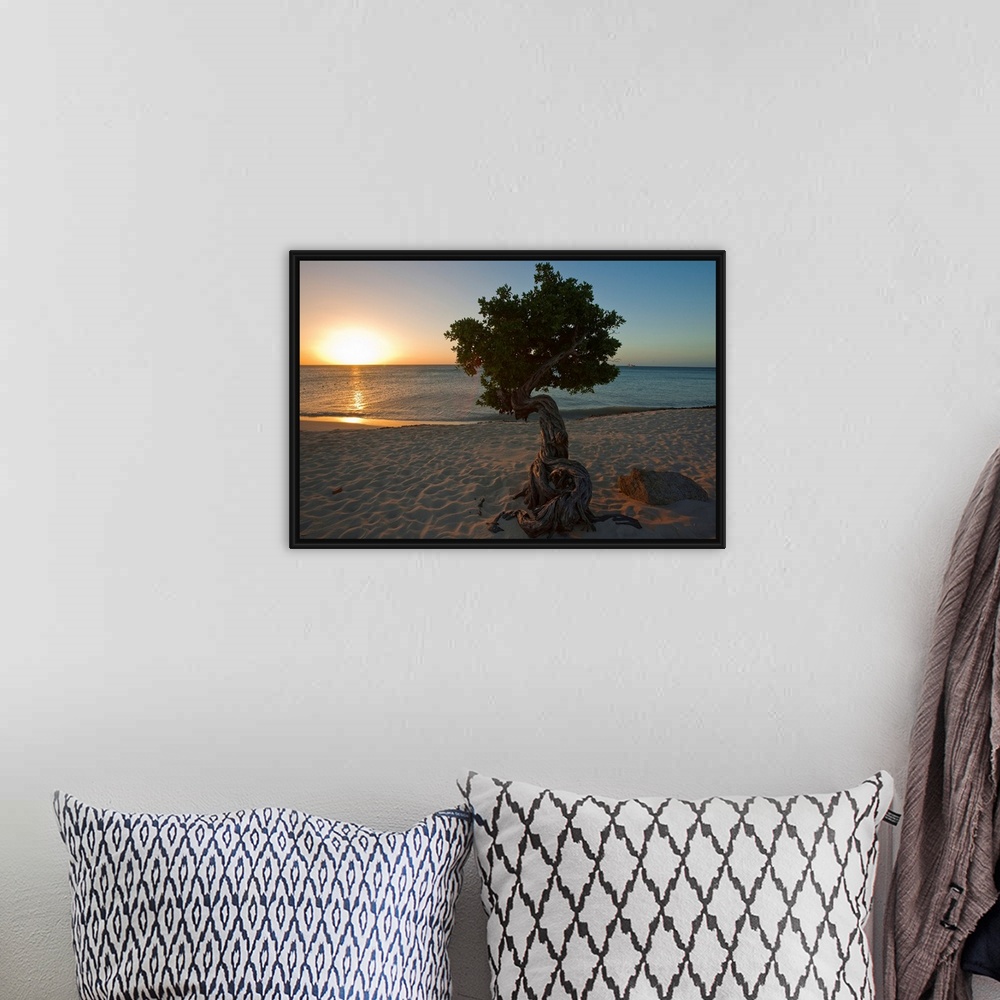 A bohemian room featuring A lone,  fofoti tree growing on a sandy beach as the sun sets of the ocean in Aruba.