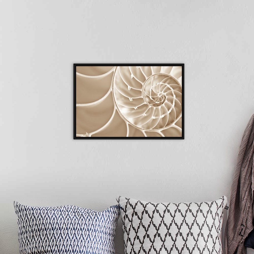 A bohemian room featuring Up close photograph of spirals in a nautilus seashell.