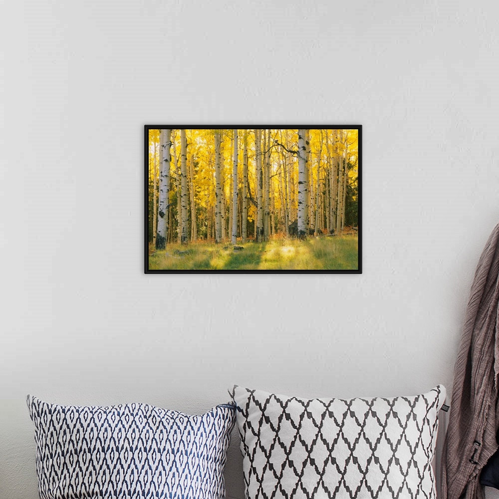 A bohemian room featuring Aspen trees in a forest, Coconino National Forest, Arizona, USA