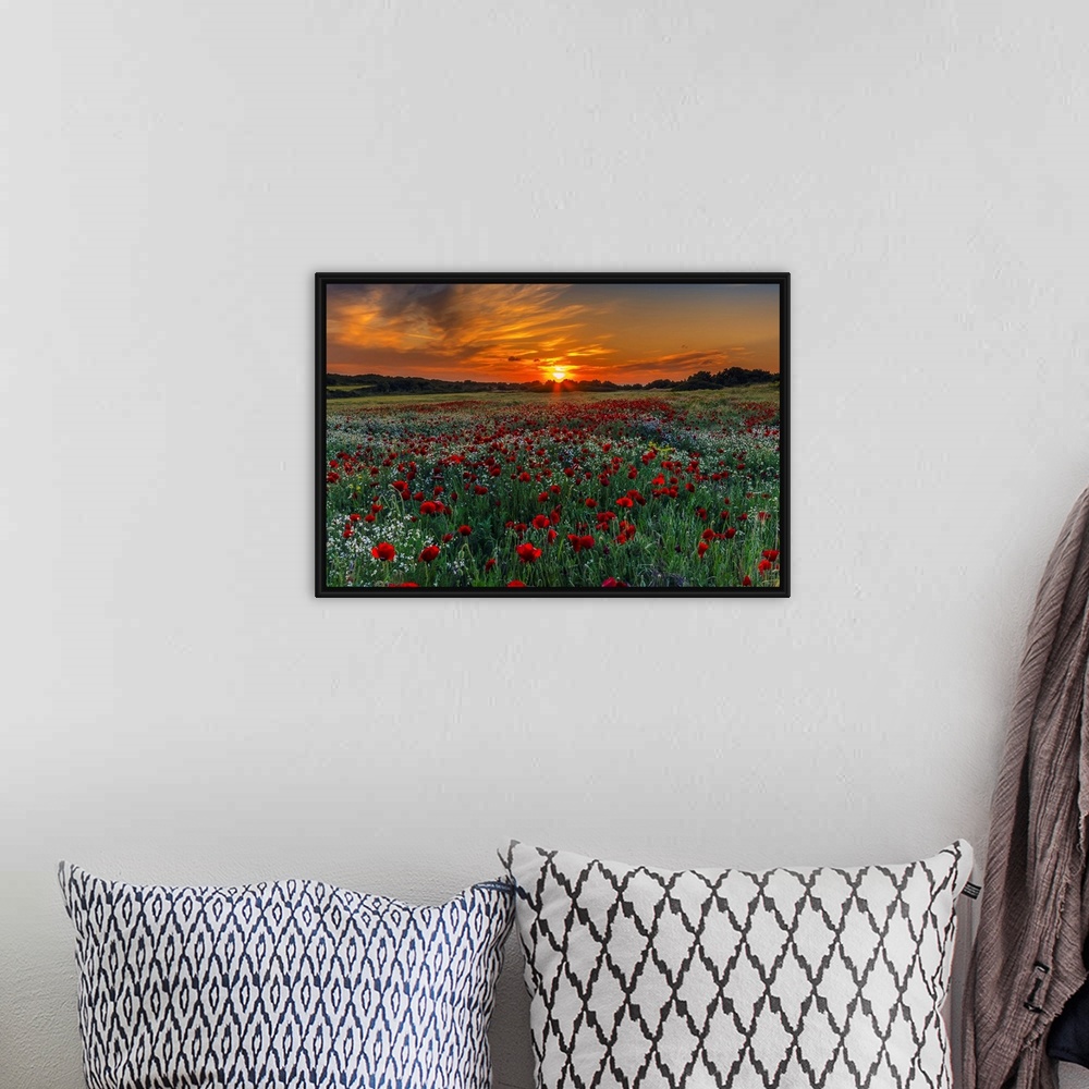 A bohemian room featuring Meadow with poppies at sunset in Kos island, Greece.