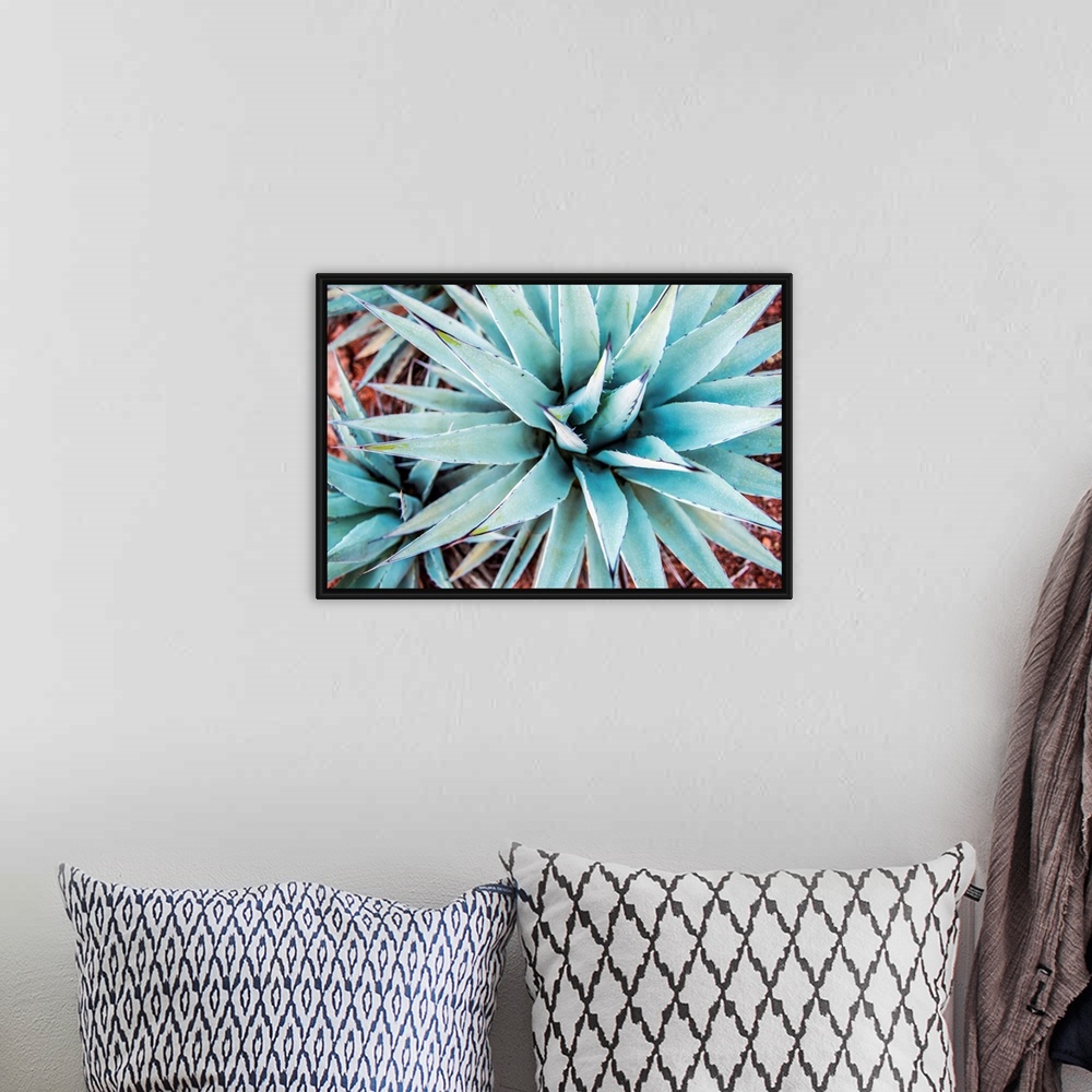 A bohemian room featuring Close-up photograph of agave plants in Sedona AZ.