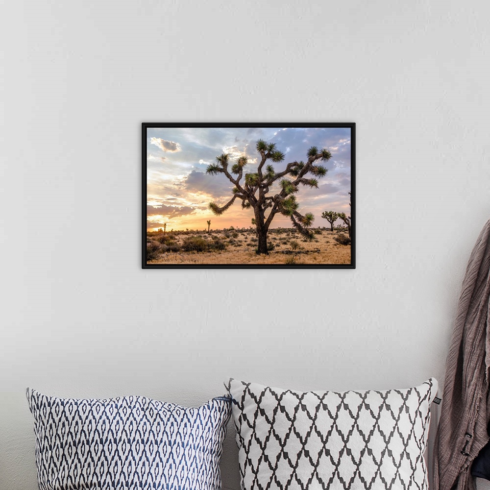 A bohemian room featuring View of a large Joshua tree and desert vegetation after dawn in California.