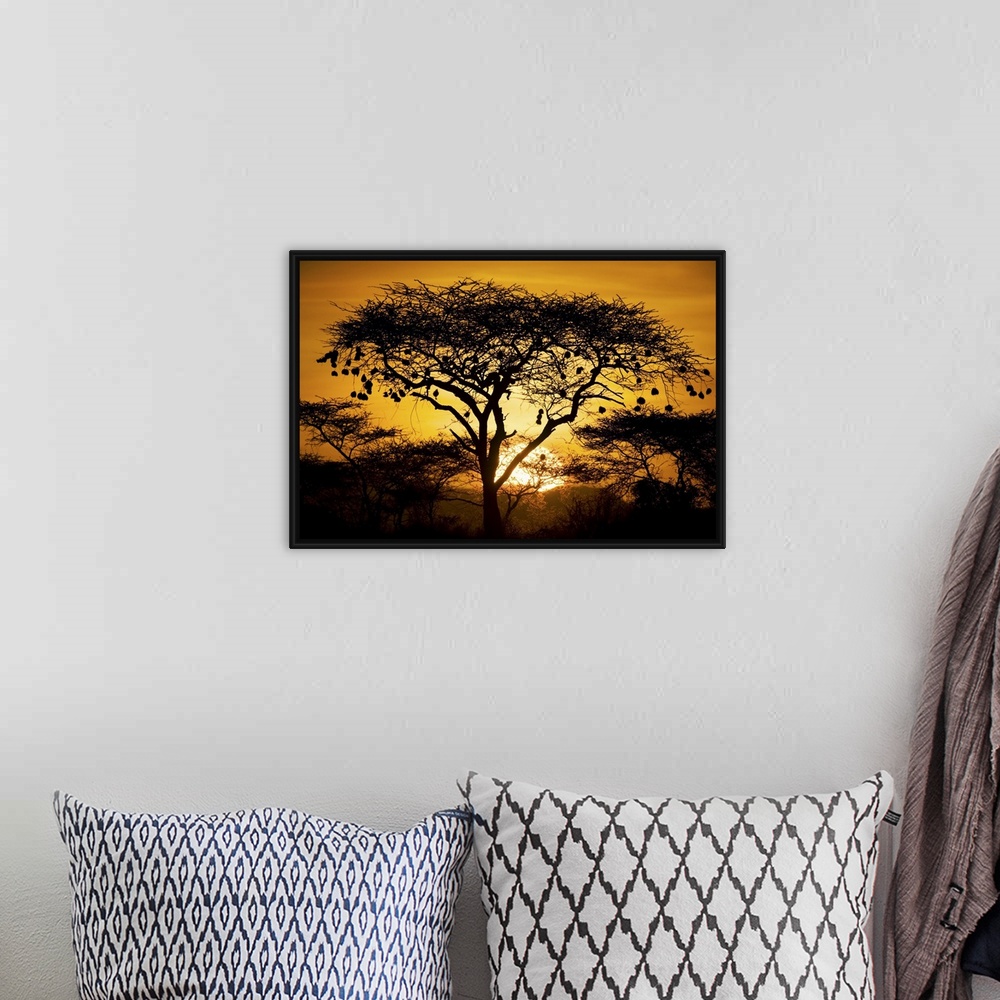 A bohemian room featuring Large, landscape photograph of a tree and bushes of an African landscape, silhouetted by the sett...