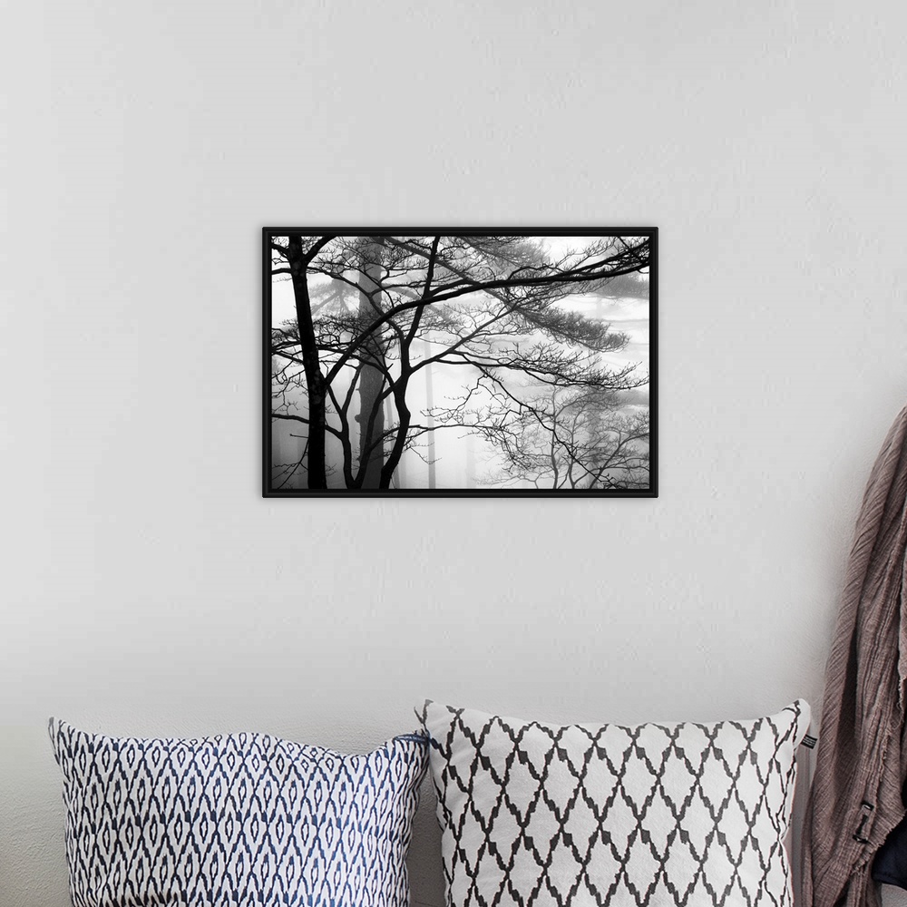 A bohemian room featuring This monochromatic landscape photograph of leafless trees growing in the mist is for the contempo...