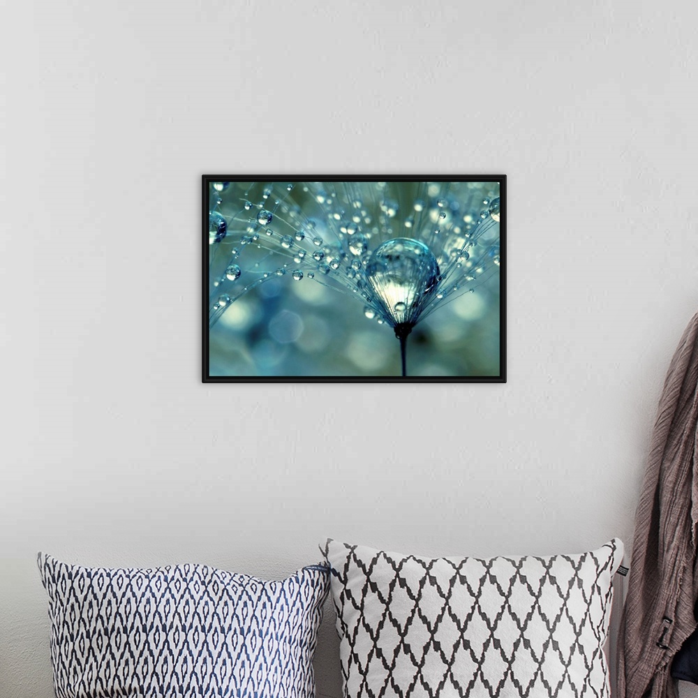 A bohemian room featuring Dandelion with water droplets