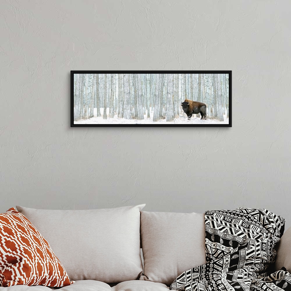 A bohemian room featuring This panoramic photograph of a lone bison standing in front of a stand of white poplar trees is a...