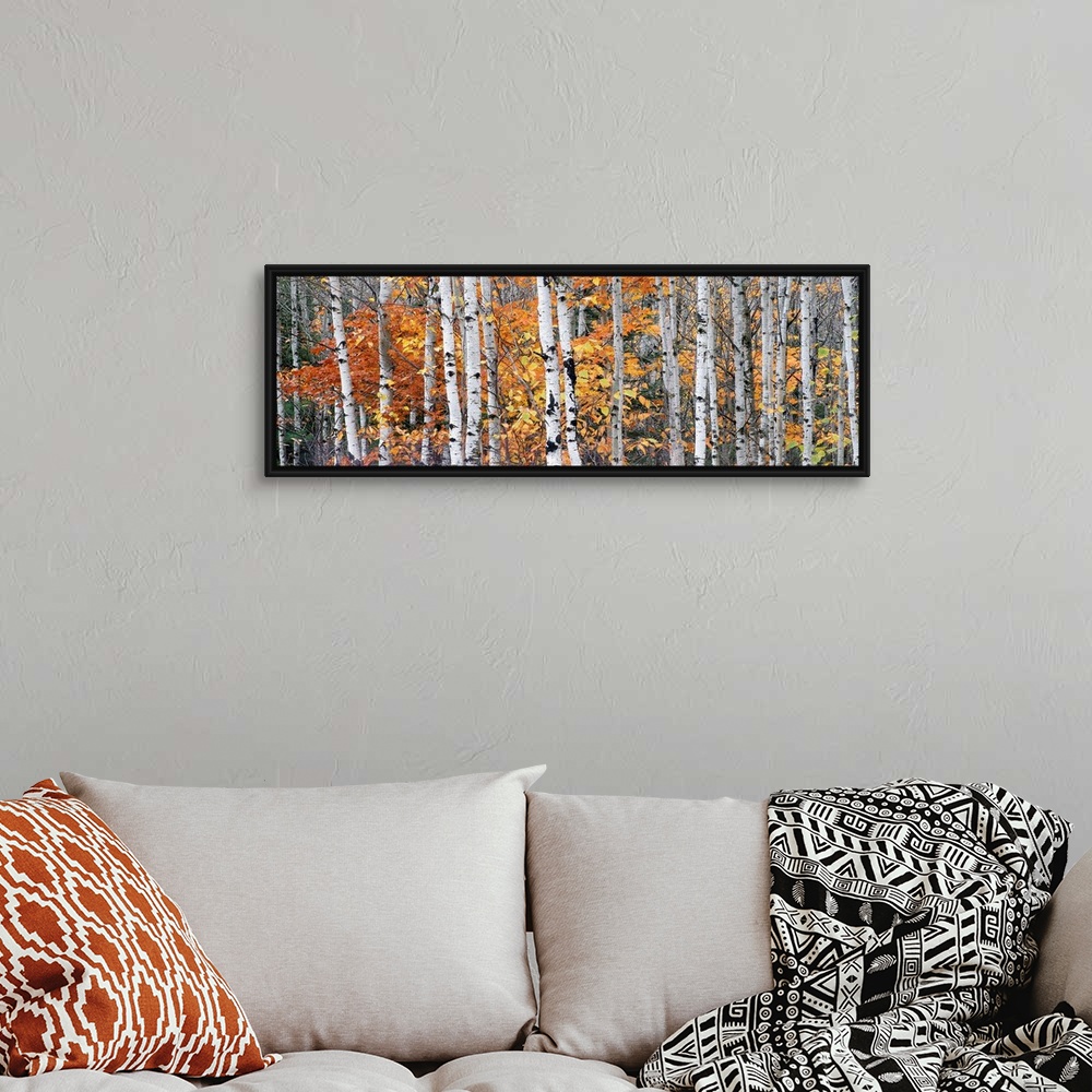 A bohemian room featuring Panoramic photograph of tall bare lightly colored tree barks surrounded by autumn foliage in Onto...