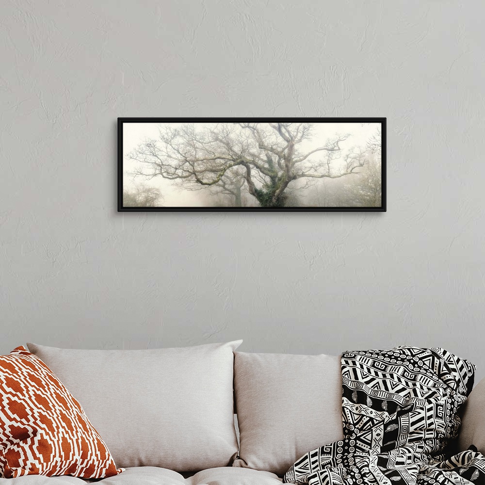 A bohemian room featuring Panoramic photograph of the top of a tree with large, thick branches coming out in every directio...