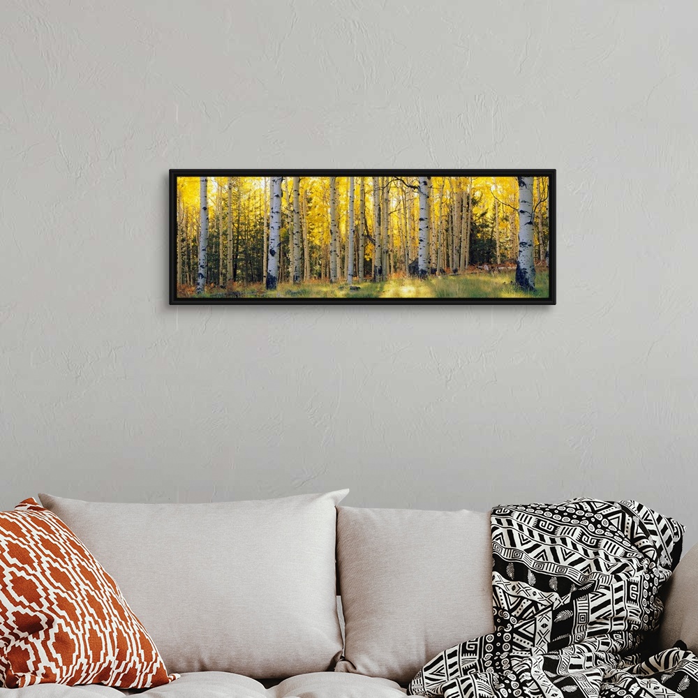 A bohemian room featuring Panoramic photograph of the sun peeking through Aspen trees and onto the grass that is within a s...
