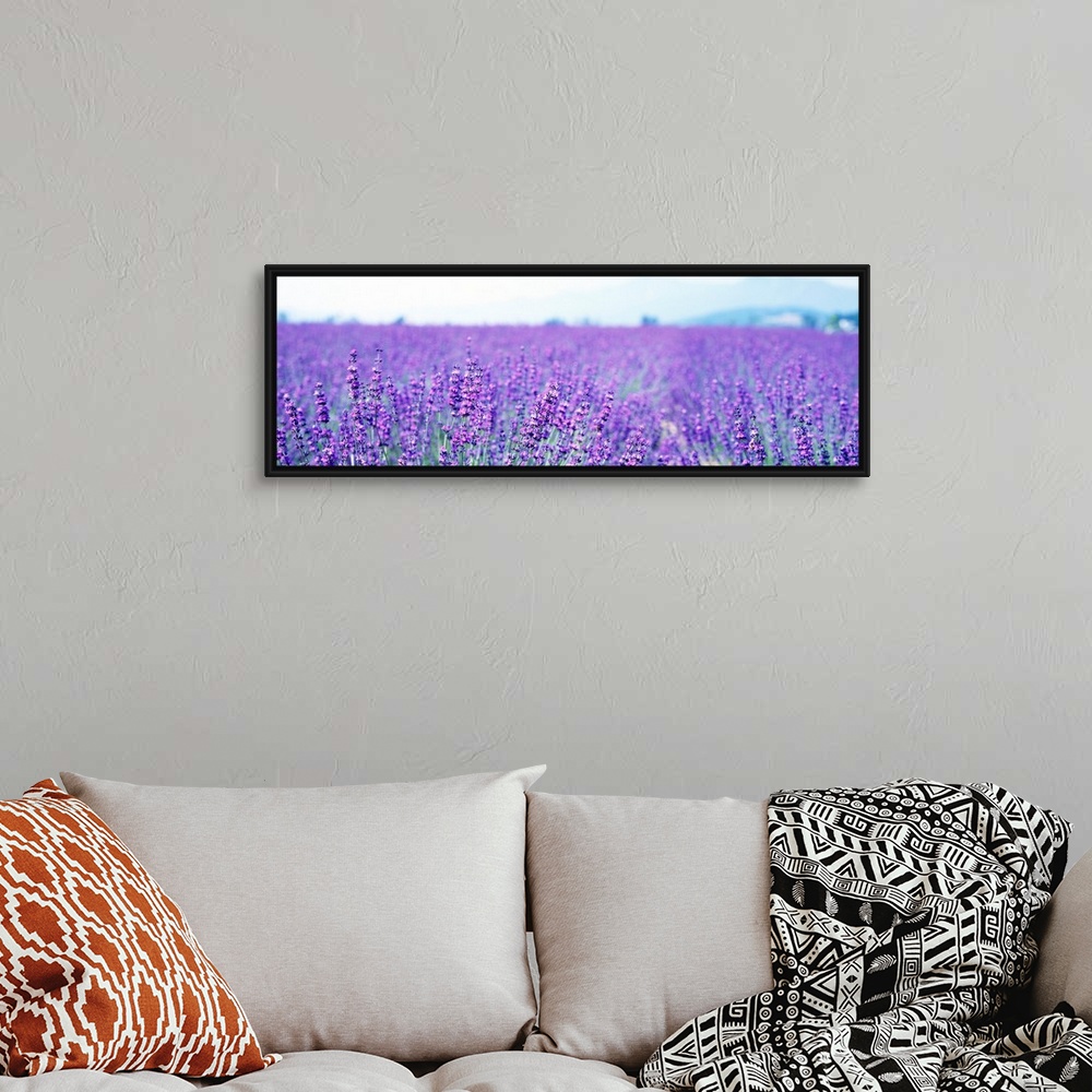 A bohemian room featuring Large panoramic photo on canvas of a field of lavender flowers with a mountain in the background.