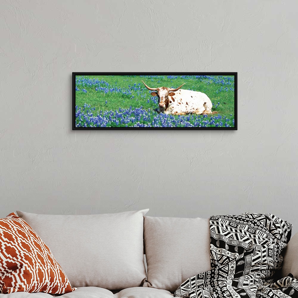 A bohemian room featuring A steer sitting in a field of bluebonnet flowers in a panoramic photograph.