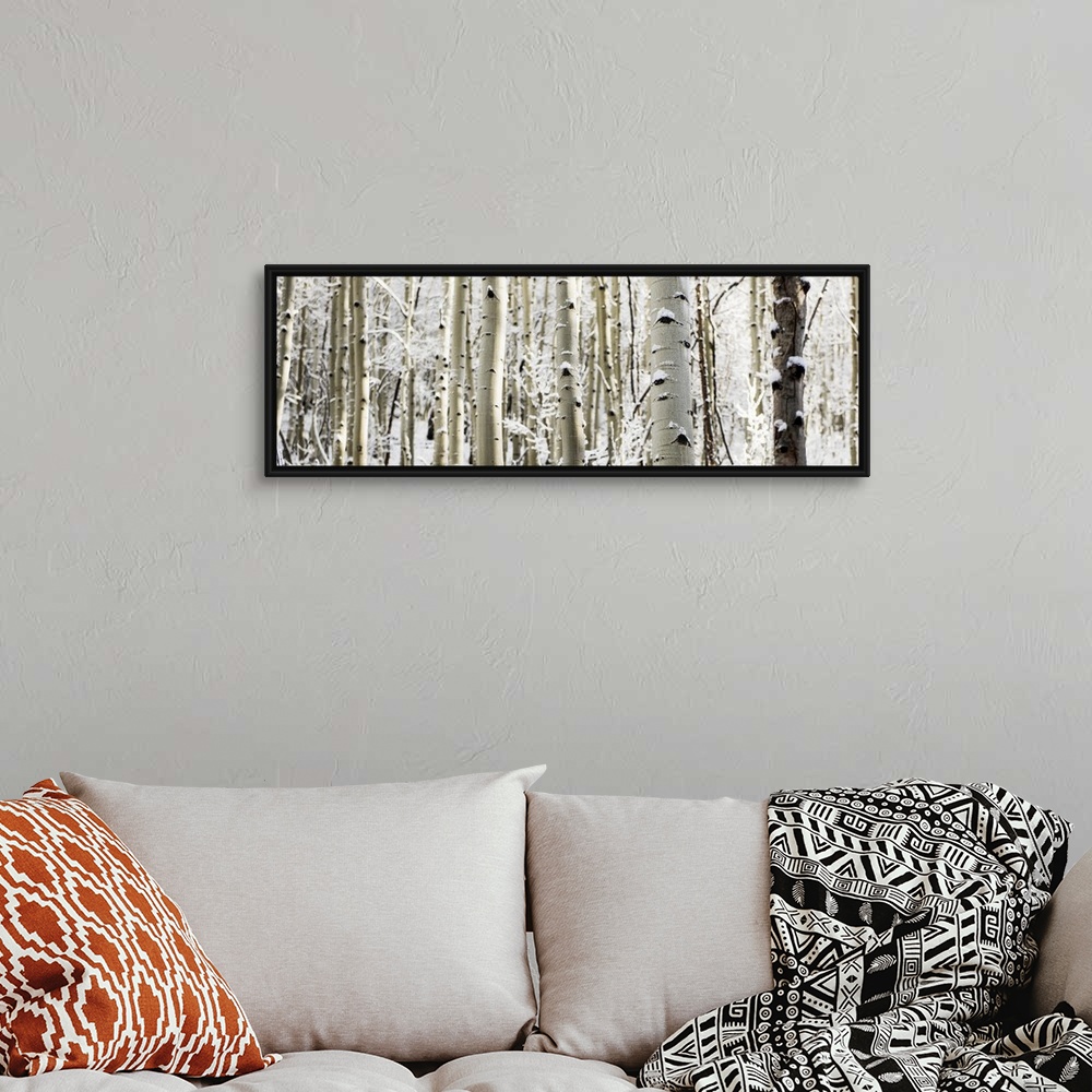 A bohemian room featuring A panoramic forest of birch trees with summer snow in Aspen, Colorado.