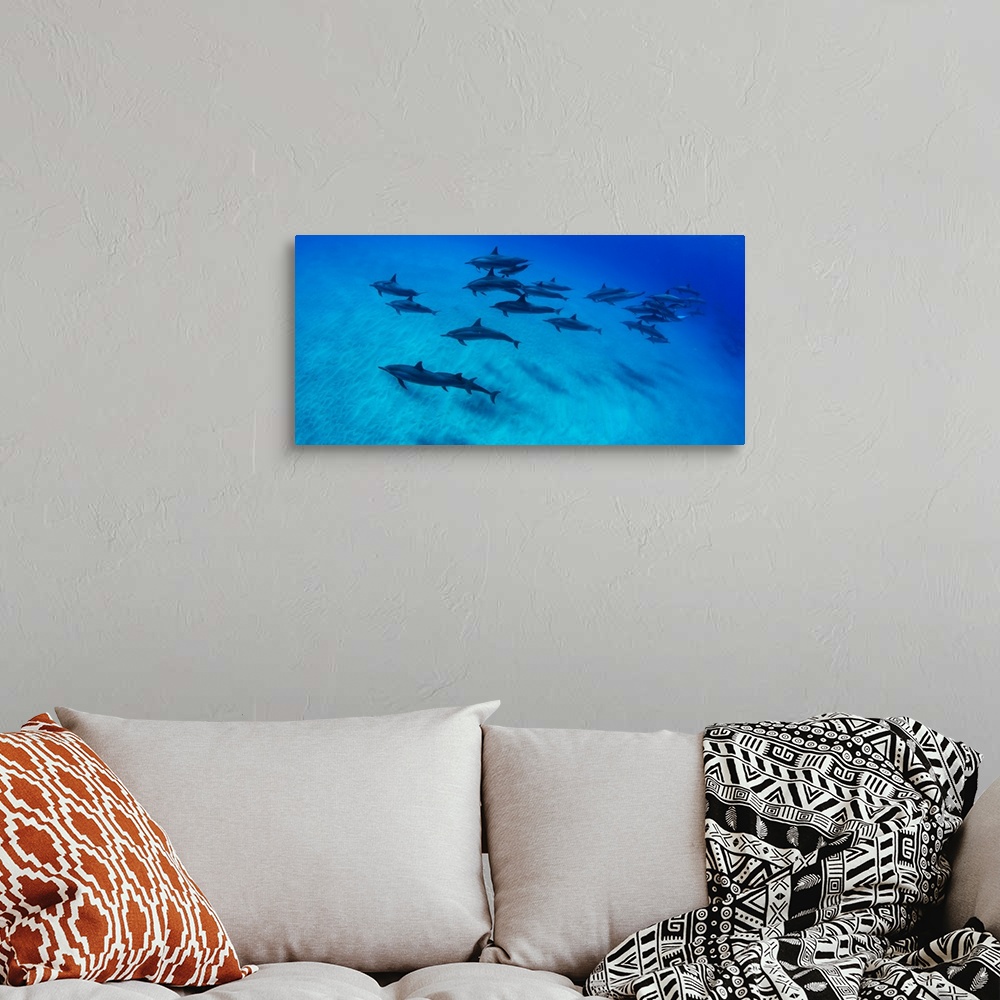 A bohemian room featuring School of dolphins swimming in Pacific Ocean, Hawaii, USA