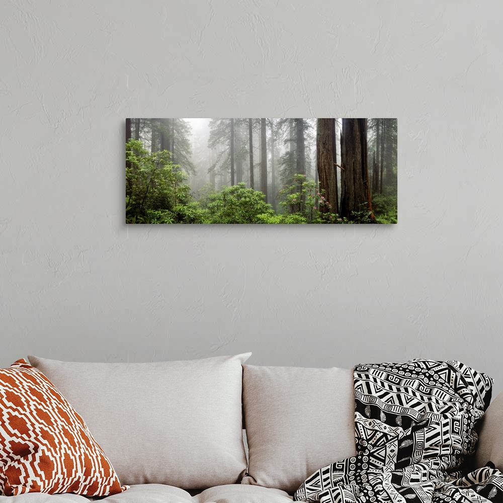 A bohemian room featuring Trees in misty forest.