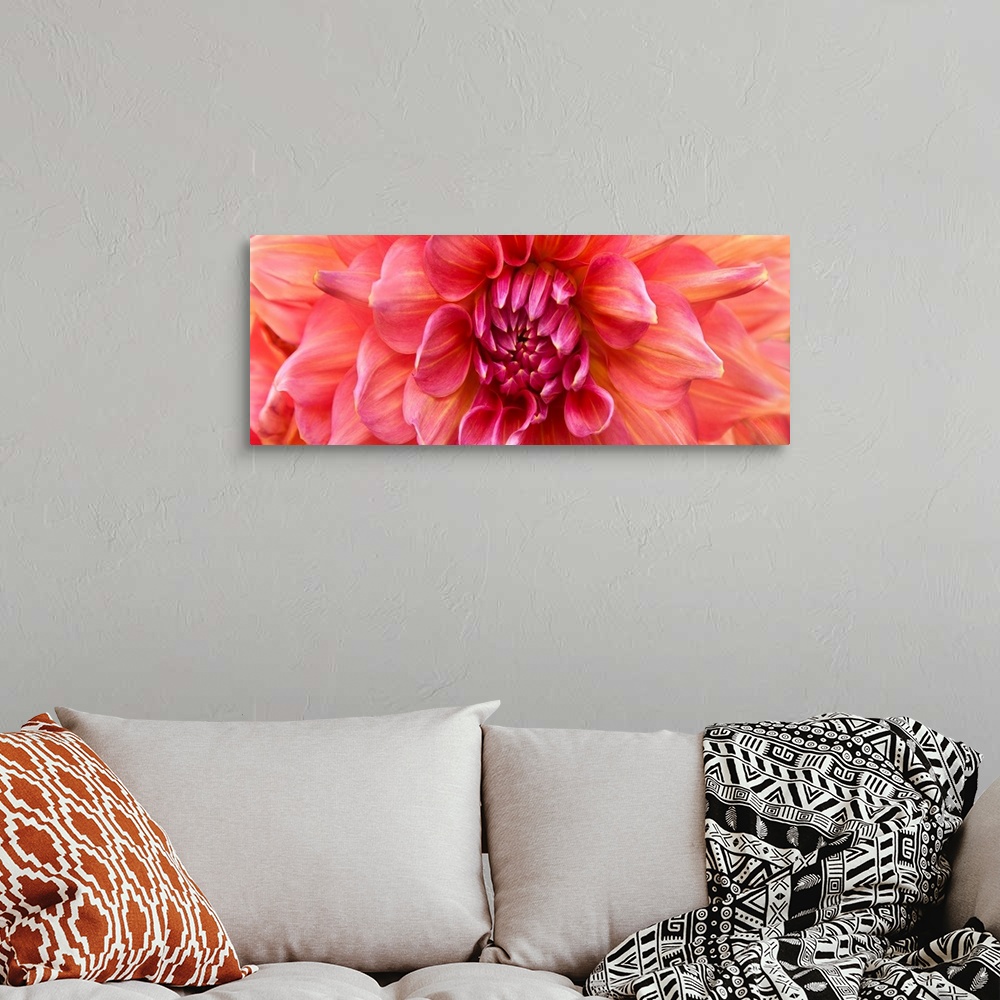 A bohemian room featuring Close up photograph of pink and yellow petals on a dahlia.