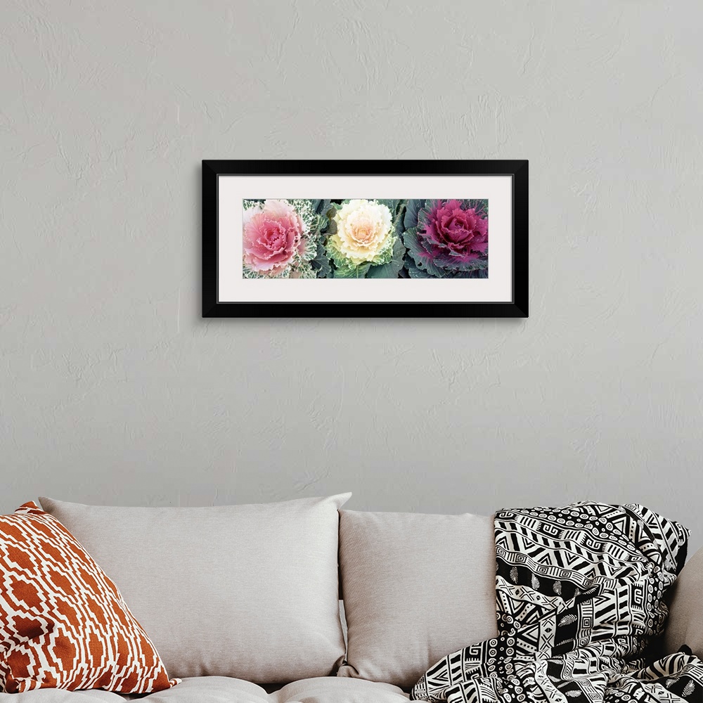 A bohemian room featuring Giant, close up photograph of three cabbage flowers of varying colors, in North Carolina.