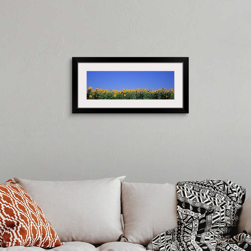 A bohemian room featuring Illinois, Marion County, View of blossoms in a Sunflower field