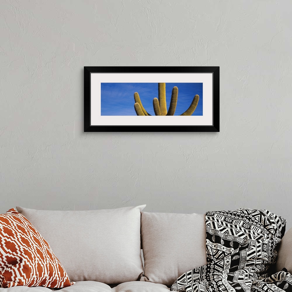 A bohemian room featuring Low angle view of a Saguaro Cactus, Saguaro National Monument, Arizona