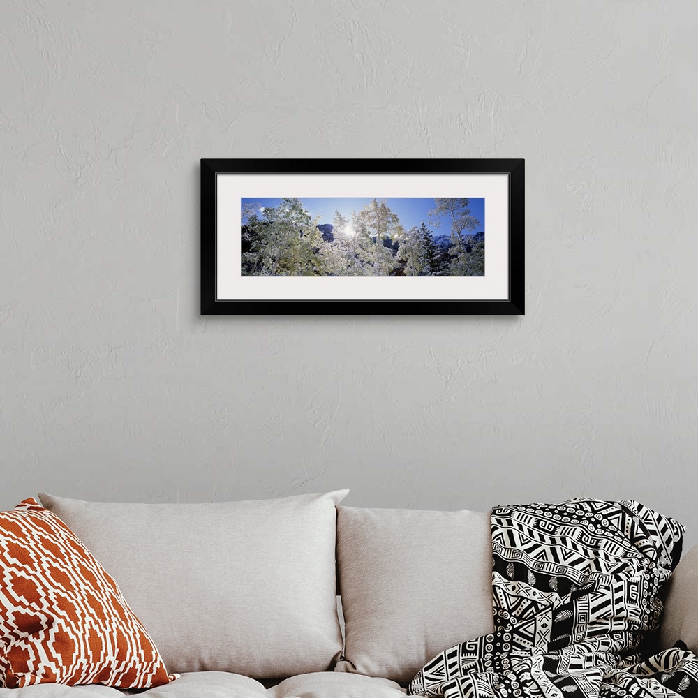 A bohemian room featuring Low angle view of trees covered with snow, Maroon Bells, Aspen, Colorado