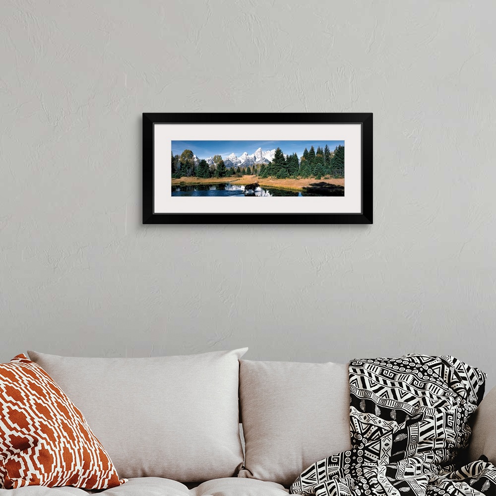 A bohemian room featuring A panoramic canvas of a moose wadding through a pond in Wyoming with the famous peaks of the Teto...