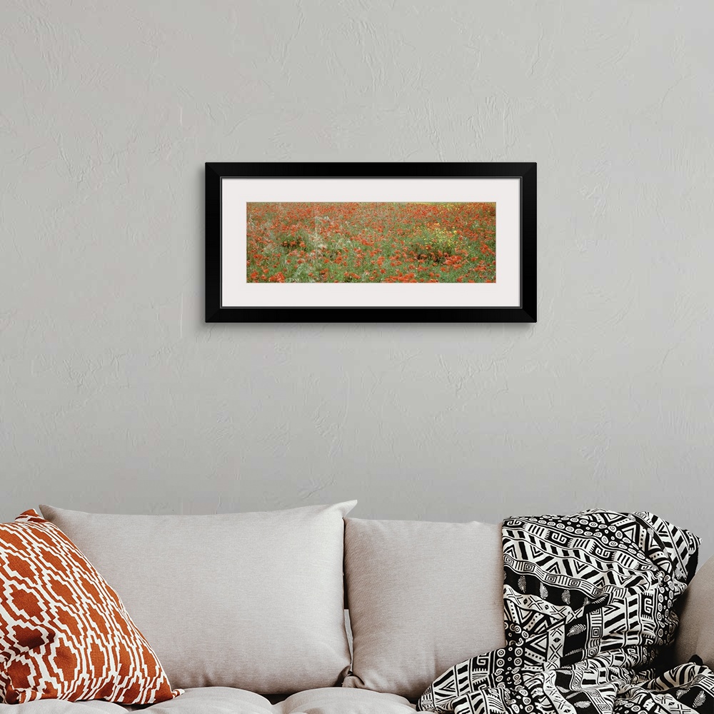 A bohemian room featuring Poppies growing in a field, Sicily, Italy