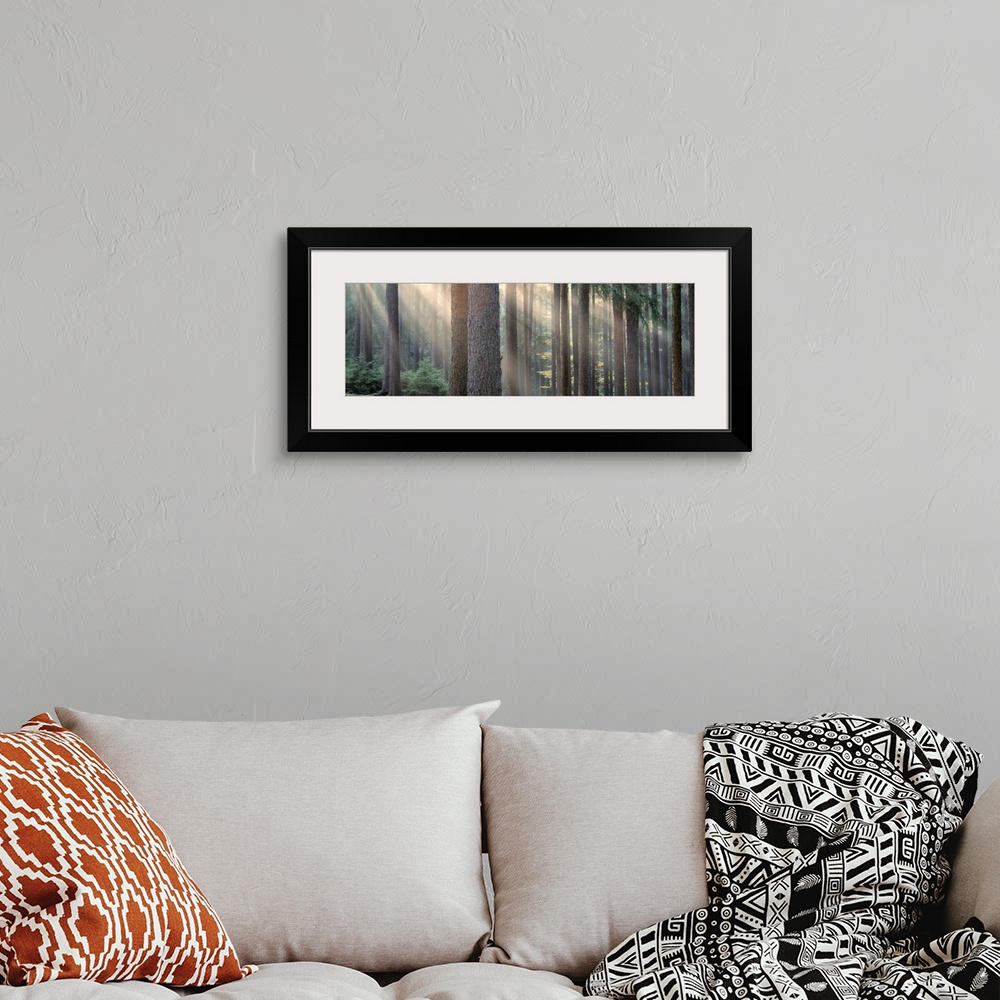 A bohemian room featuring Panoramic photograph of forest with sun peering through the scattered tall tree barks.