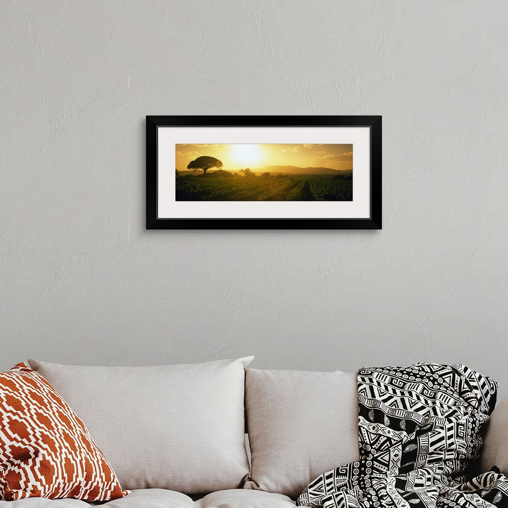 A bohemian room featuring Panoramic picture taken of the sun as it rises and shines over a large vineyard.
