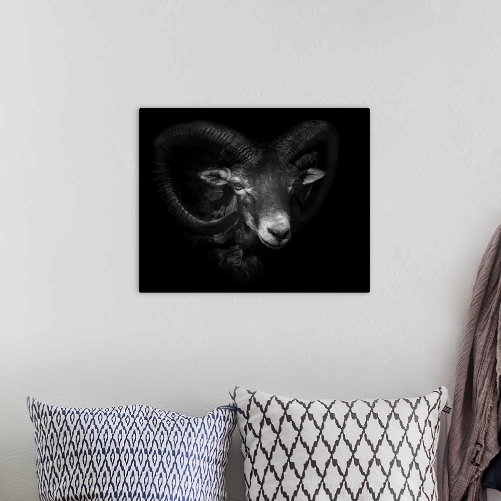 A bohemian room featuring Black and white portrait of a ram with large curled horns.
