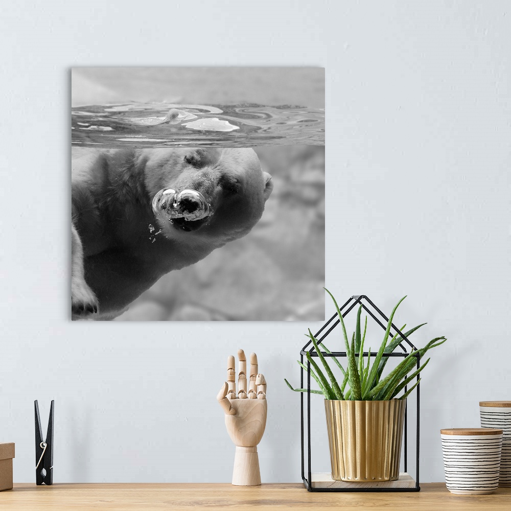 A bohemian room featuring A polar bear blowing bubbles underwater.
