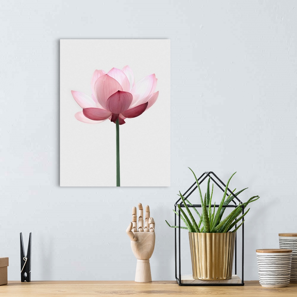 A bohemian room featuring Lotus Flower