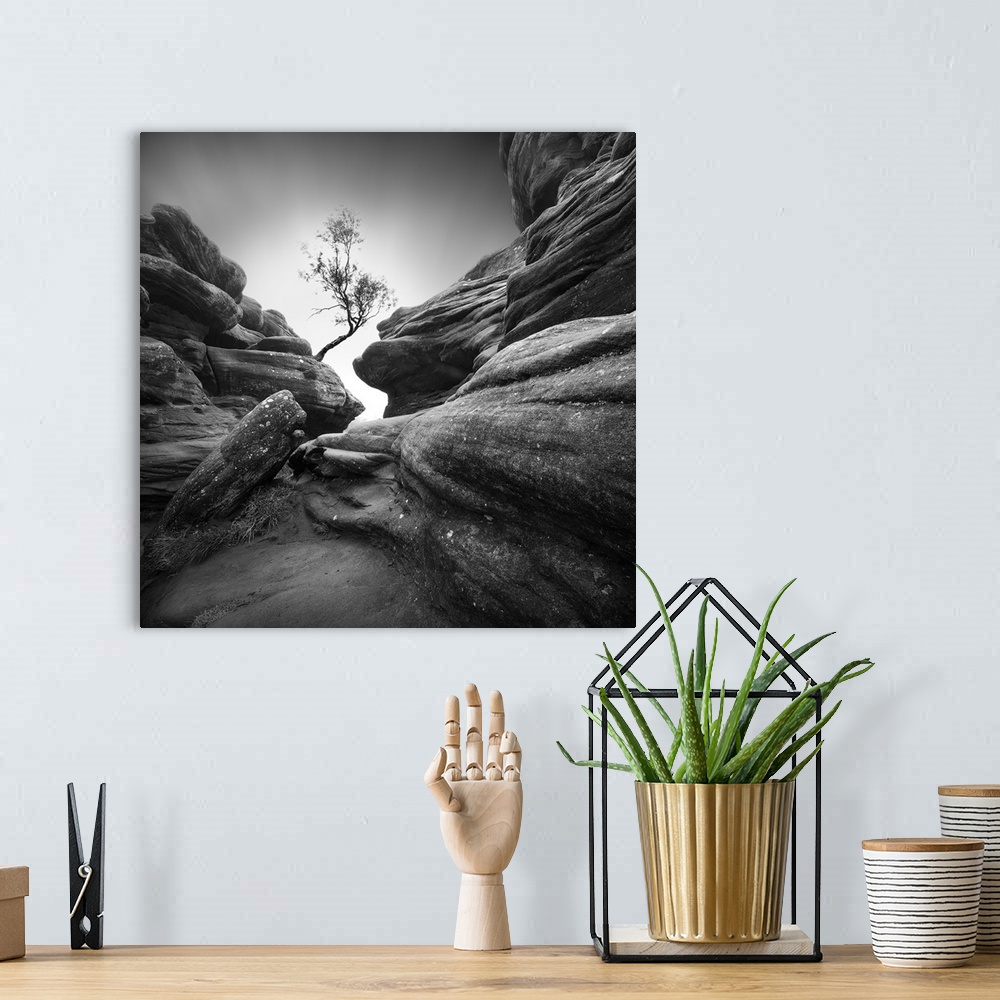 A bohemian room featuring A rocky and rugged narrow way to get to a lone tree.