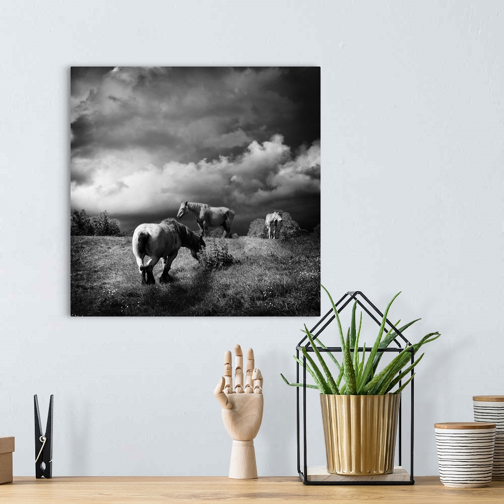 A bohemian room featuring Horses grazing in a field under a cloudy sky.