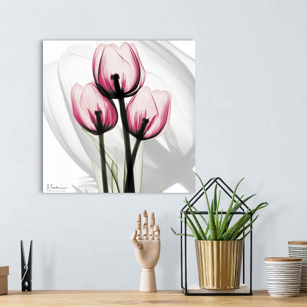 A bohemian room featuring Pink Tulips x-ray photography