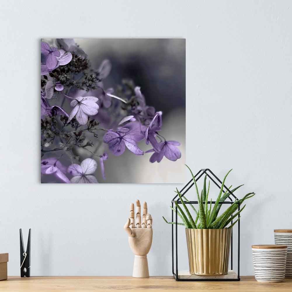 A bohemian room featuring Close up photo of purple hydrangea flowers against a dark grey background.