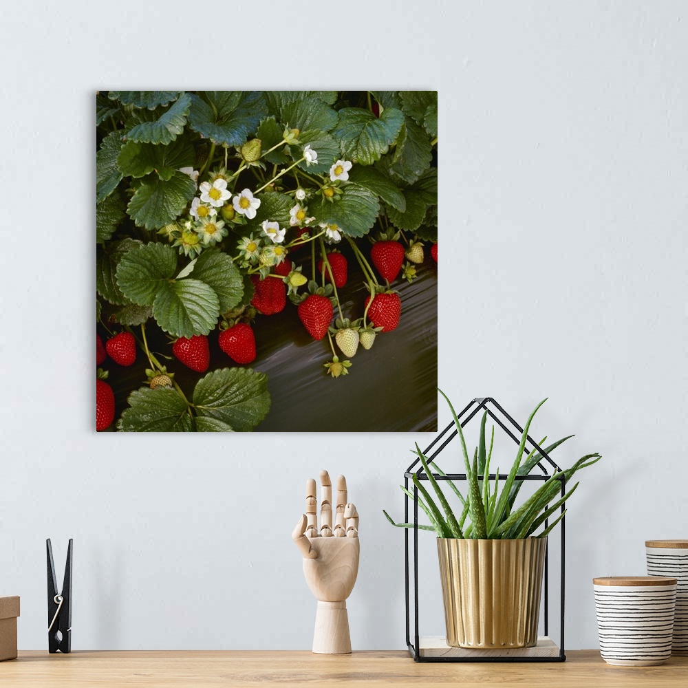 A bohemian room featuring Closeup of strawberry plants with blossoms and ripe berries in a row