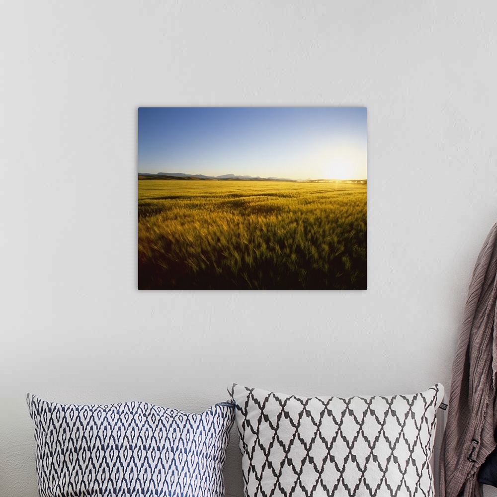 A bohemian room featuring Field of ripening barley in sunset light with the Rocky Mountains in the distance