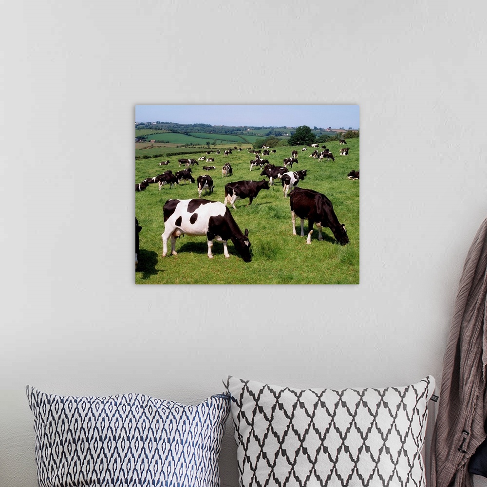 A bohemian room featuring Ireland, Friesian Cattle
