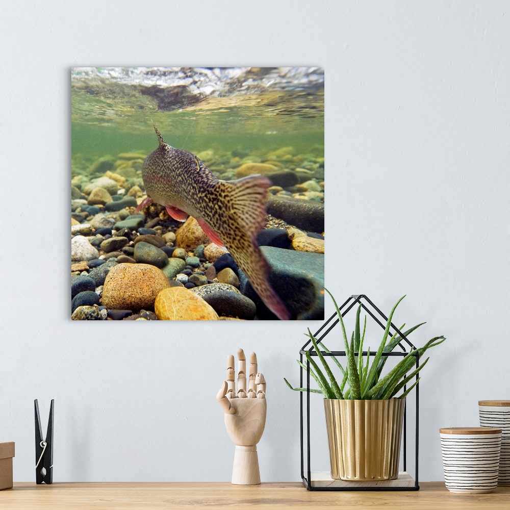 Trout Mountains Fish Design - Metal Wall Art