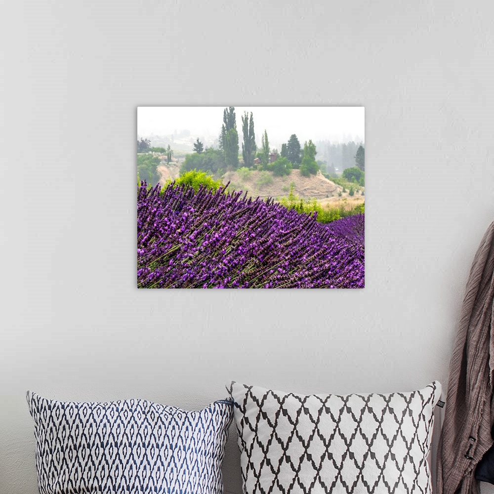 A bohemian room featuring Vibrant purple lavender growing in a field on a lavender farm; Naramata, British Columbia, Canada