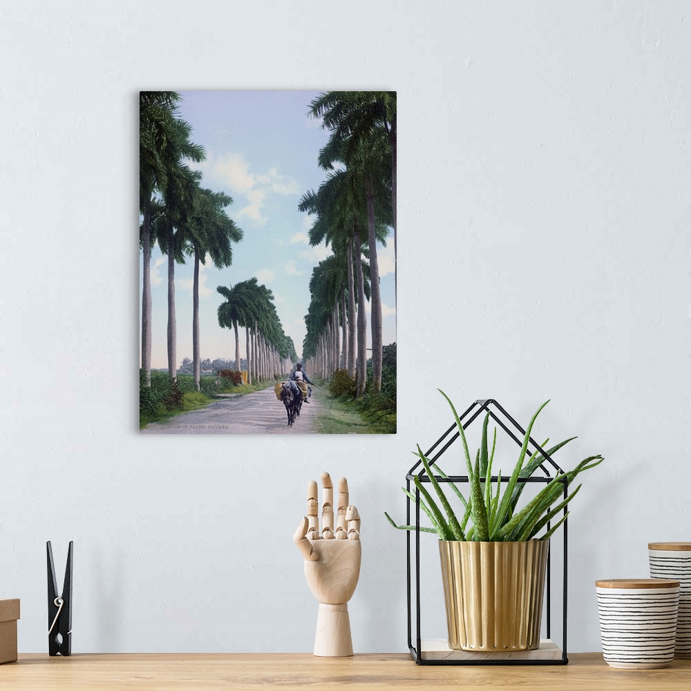 A bohemian room featuring Avenue of Palms Havana