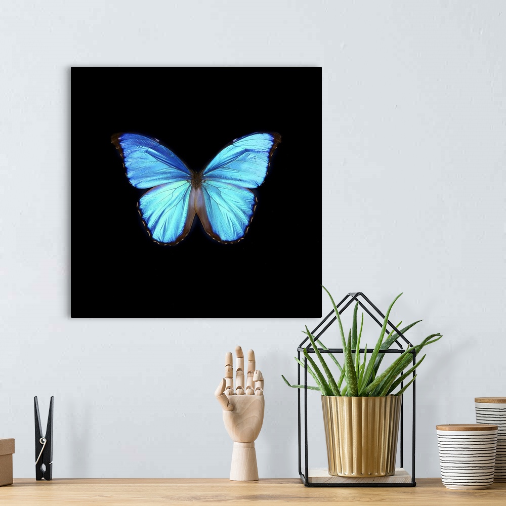 A bohemian room featuring Blue Butterfly on Black