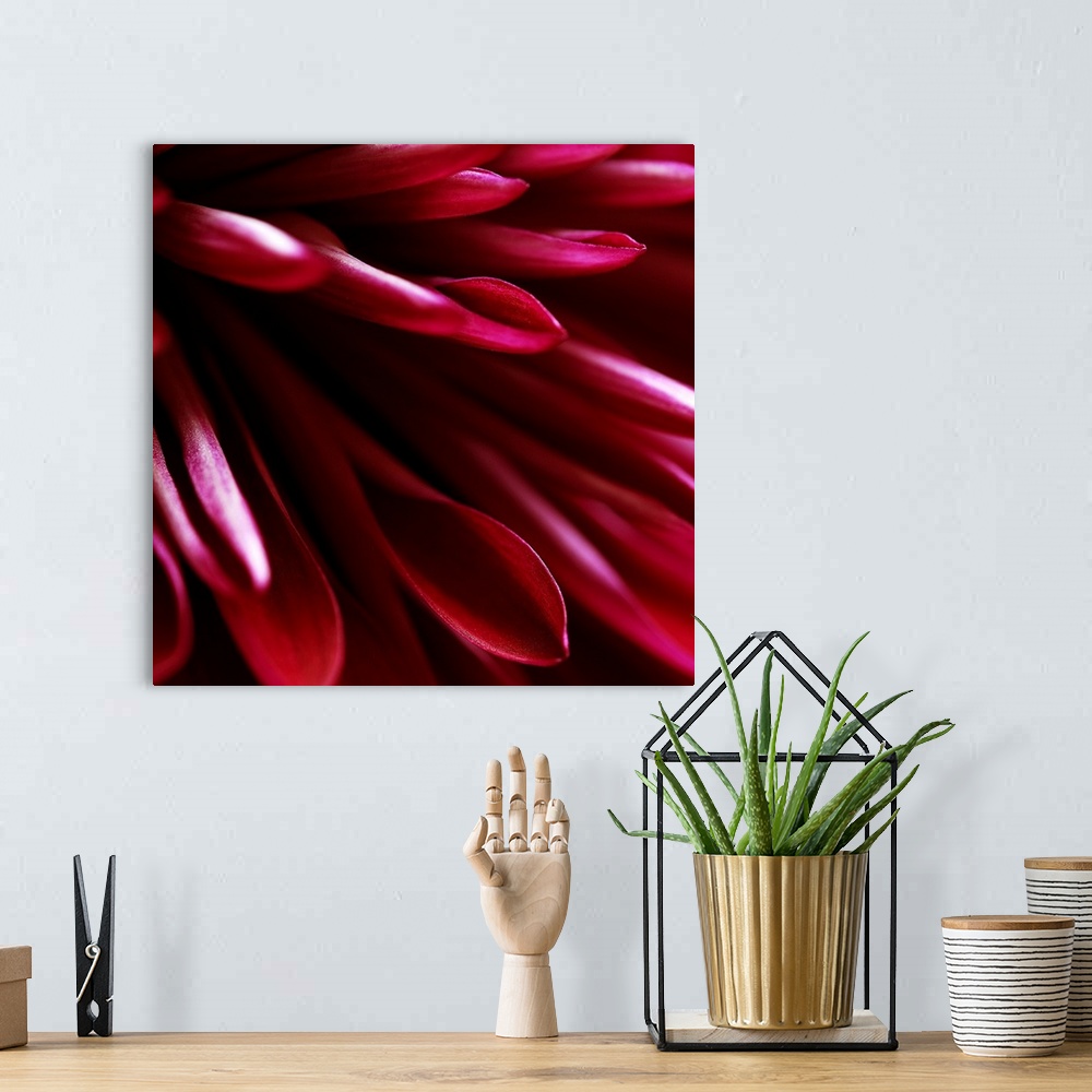 A bohemian room featuring Red Chrysanthemum Close up 02