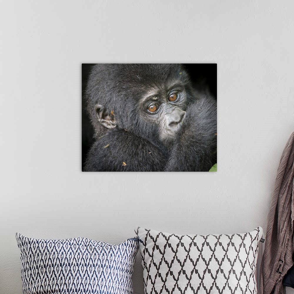 A bohemian room featuring Africa, Uganda, Bwindi Impenetrable Forest and National Park.  Mountain, or eastern gorillas, Gor...