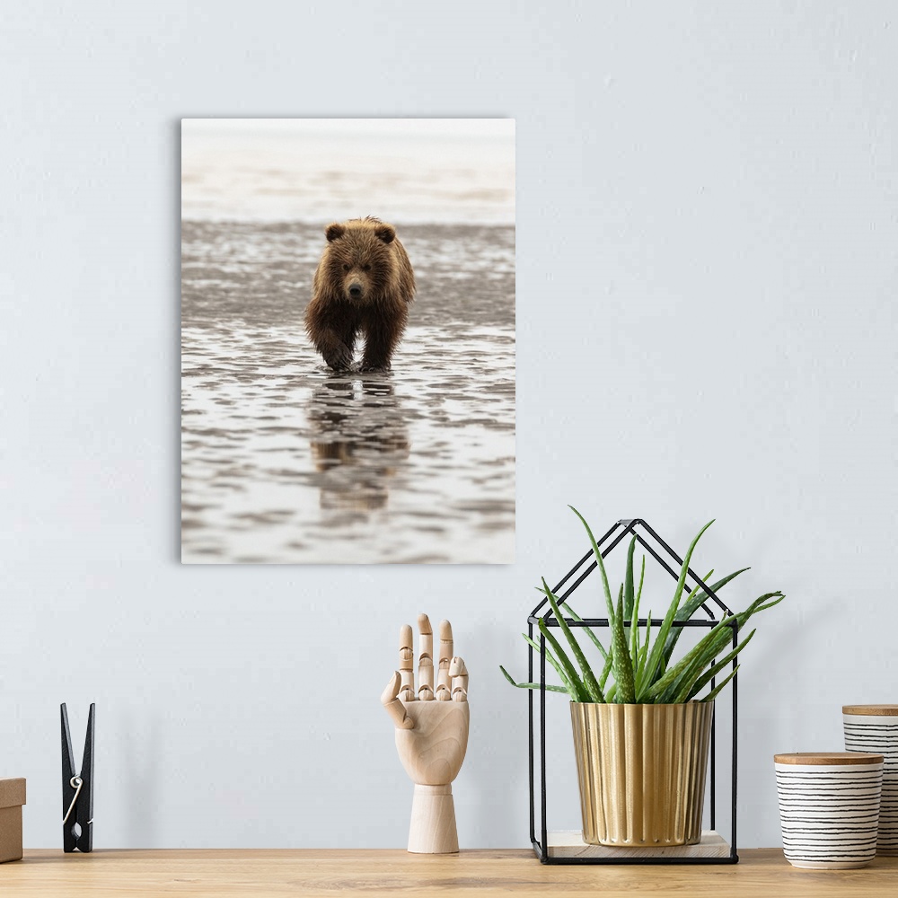 A bohemian room featuring Alaska, USA. Grizzly bear walking through mud.
