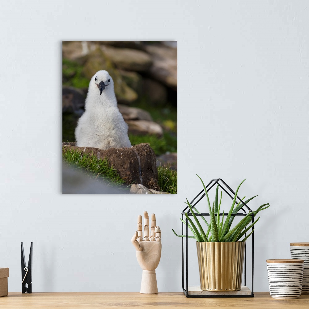 A bohemian room featuring Black-browed Albatross (Thalassarche melanophris) or Mollymawk, chick on tower shaped nest. South...