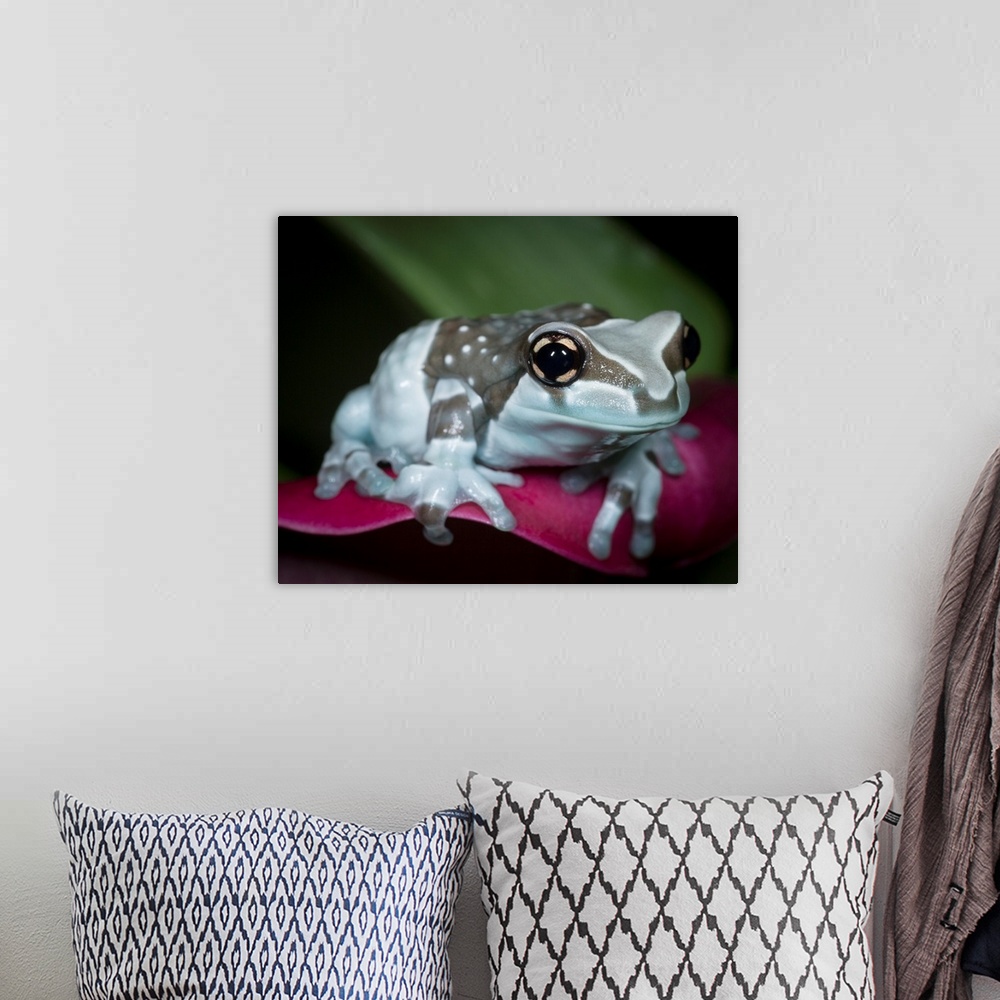 A bohemian room featuring Blue milk frog, Mission golden-eye tree frog, Amazon milk frog, Trachycephalus resinifictrix, con...