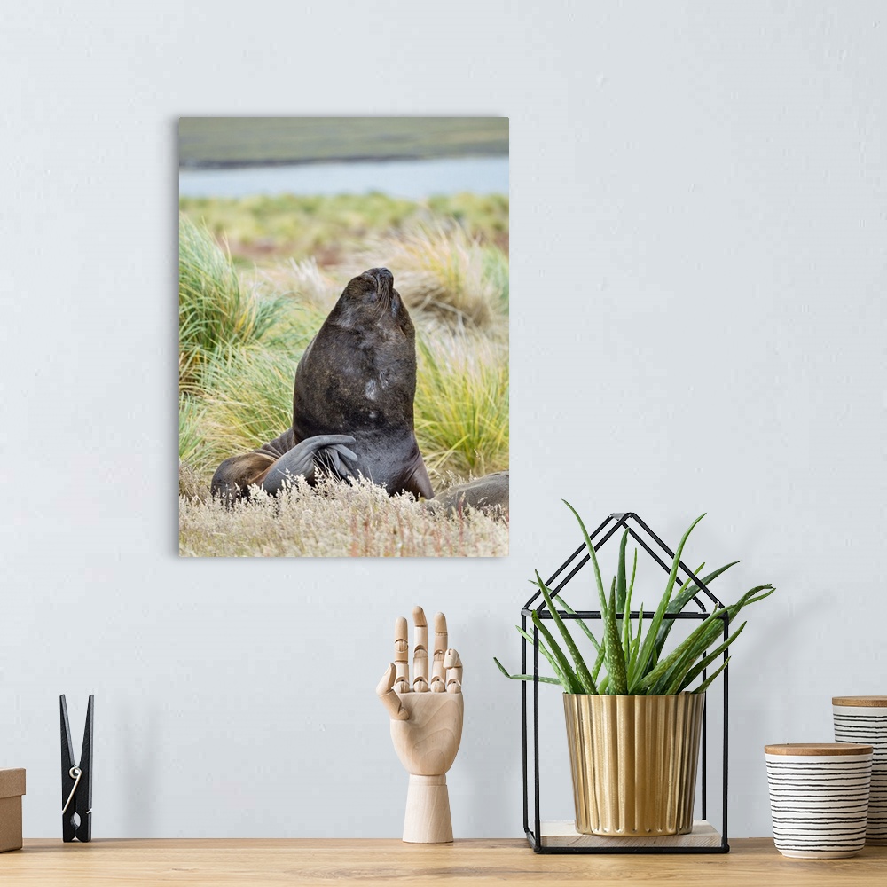 A bohemian room featuring Bull and female Patagonian sea lion in tussock belt, Falkland Islands.