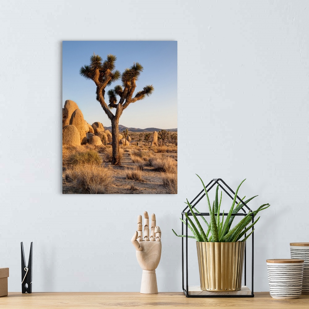 A bohemian room featuring USA, California, Joshua Tree National Park, Late afternoon at Hidden Valley