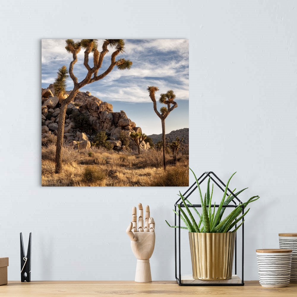 A bohemian room featuring USA, California, Joshua Tree National Park, Joshua trees in Mojave Desert
